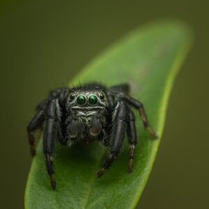 Un mâle Evarcha arcuata sur une feuille. Vaud, Suisse, été 2021 Evarcha arcuata sur une feuille, photographie macro, Vaud, Suisse, été 2021