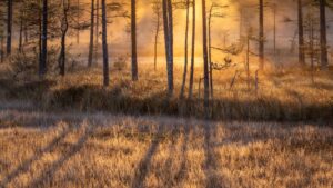 Early morning, the sun bathes the swamp in light. Hamra National Park, Sweden, Autumn 2023 Sunrise light on the swamps, landscape photography, Hamra National Park, Sweden, Autumn 2023