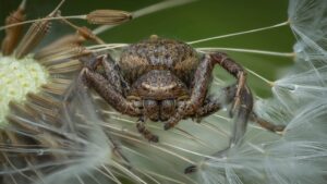 Un Xysticus sp. chassant dans une fleur de pissenlit, avec un petit ami sur son dos <3. Vaud, Suisse, printemps 2023 Xysticus sp. sur un pissenlit, photographie macro, Vaud, Suisse, printemps 2023