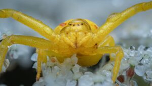 A female misumena vatia covered in dew, trying to impress me nonetheless. Vaud, Switzerland, Summer 2023 Misumena vatia covered in dew, macro photography, Vaud, Switzerland, Summer 2023