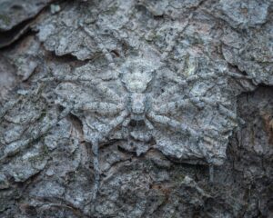 A Philodromus margaritatus camouflaging herself perfectly on the white bark. Derborence, Switzerland, Summer 2022 Philodromus margaritatus camouflaging herself perfectly on the bark, macro photography, Derborence, Switzerland, Summer 2022