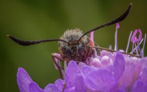 A Zygaena filipendulae on a scabiosa flower. Anzeindaz, Switzerland, Summer 2023 Zygaena filipendulae on a scabiosa flower, macro photography, Anzeindaz, Switzerland, Summer 2023