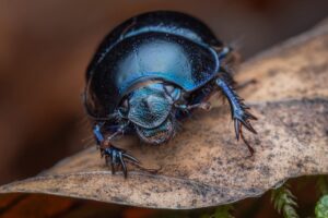 An Anoplotrupes stercorosus, clearly looking more like an alien of Starship Troopers than a beetle. Vaud, Switzerland, Autumn 2022 Anoplotrupes stercorosus looking like an alien of Starship Troopers, macro photography, Vaud, Switzerland, Autumn 2022