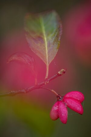 Un fusain d'Europe (Euonymus europaeus) ouvert, deux cœurs pour la Saint-Valentin ? Vaud, Suisse, automne 2021 Euonymus europaeus, fusain d'Europe ouvert ressemblant à deux cœurs, Saint-Valentin, photographie macro, Vaud, Suisse, automne 2021