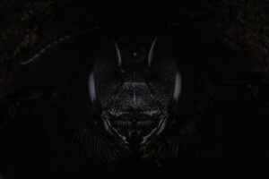 Xylocopa violacea dans un trou, comme un samouraï Vader. Vaud, Suisse, printemps 2024 Xylocopa violacea dans un trou, comme un Vader samurai, photographie macro, Vaud, Suisse, printemps 2024