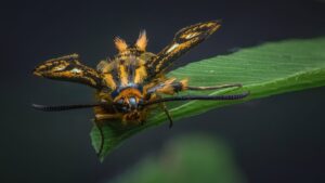 A Chamaesphecia empiformis moth posing on a leaf. Vaud, Switzerland, Summer 2024 Chamaesphecia empiformis moth on a leaf, macro photography, Vaud, Switzerland, Summer 2024
