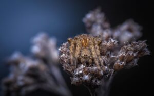 Une Agalenatea redii sur une fleur sèche dans les prairies. Vaud, Suisse, hiver 2024 Agalenatea redii sur une fleur sèche dans les prairies, photographie macro, Vaud, Suisse, hiver 2024