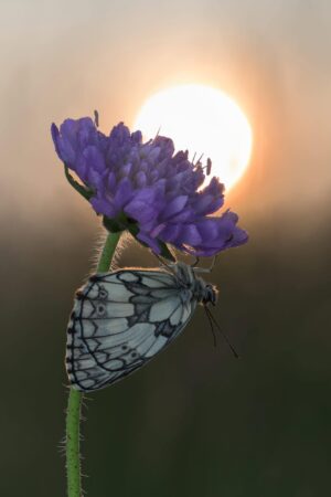 Marbled white butterfly under a scabiosa flower, lit by the sunrise. Vaud, Switzerland, Spring 2026 Marbled white butterfly under a scabiosa, sunrise, macro photography, Vaud, Switzerland, Spring 2026