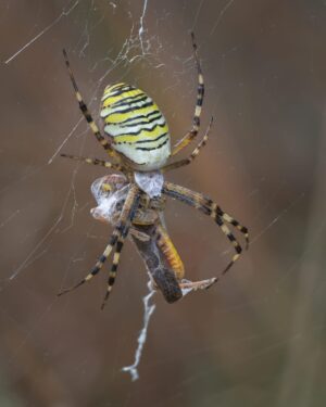 Une Argiope bruennichi gravide avec une proie. Vaud, Suisse, été 2025 Argiope bruennichi, argiope frelon gravide avec une proie, photographie macro, Vaud, Suisse, été 2025